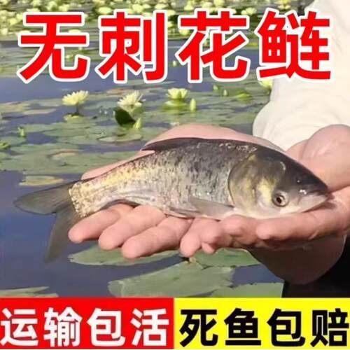 无刺花鲢鱼苗大头鱼胖头鱼鲢鳙白鲢鱼苗草鱼苗青鱼鲫鱼鲤鱼苗