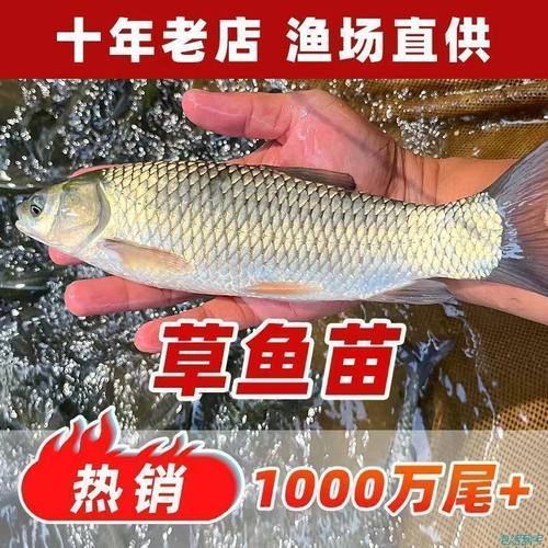 草鱼鱼苗淡水养殖可食用半斤草皖