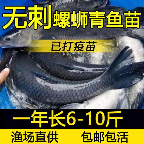 无刺螺丝青鱼无骨青鱼无刺草鱼苗鲫鱼苗四大家鱼养殖活体鱼苗包活