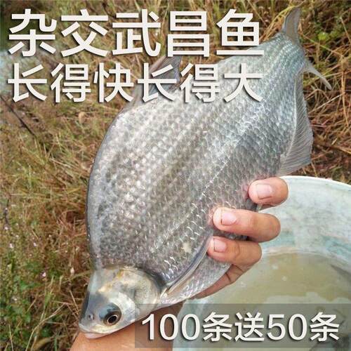 【鱼塘养殖】优质鳊鱼苗武昌鱼苗耐寒三角鲂苗团头鲂苗淡水鱼正宗