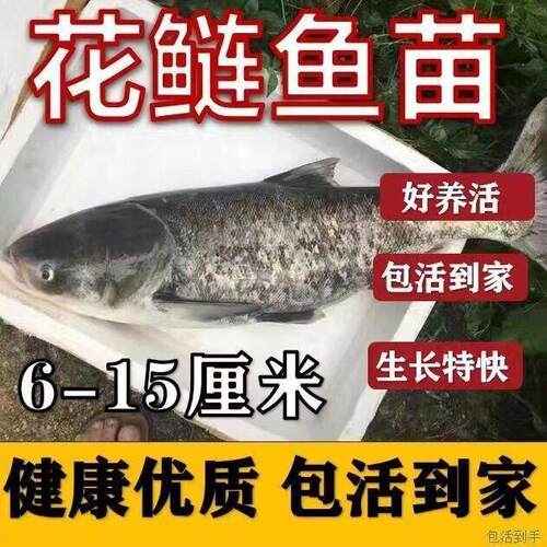花鲢鱼苗大头鱼胖头鱼鲢鳙白鲢鱼苗草鱼苗青鱼苗鲫鱼苗鲤鱼苗
