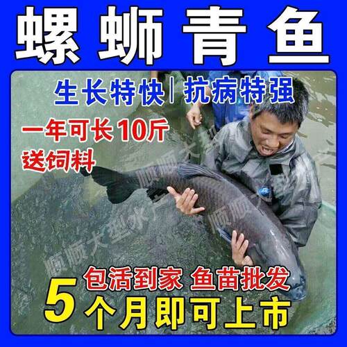 螺蛳青鱼苗黑皖鱼草鱼苗鲫鱼苗鲤鱼苗花鲢鱼鱼苗养殖活体鱼苗包活