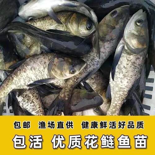 特大号半斤花鲢鱼苗淡水养殖大头鱼胖头鱼鲢鳙鲢鱼白鲢鱼草鱼苗