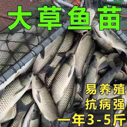 大草鱼鱼苗淡水养殖食用活体小鱼苗草鲩青鱼苗特大号活皖鱼苗