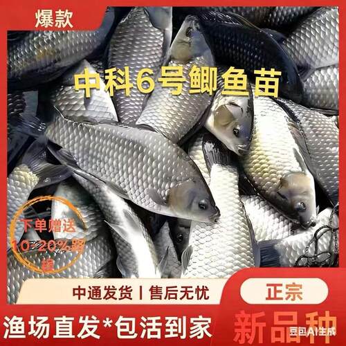 正宗中科五号6号鲫鱼苗淡水活体养殖高背银鲫黄金土鲫大阪彭泽鲫