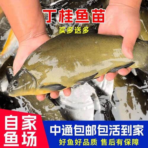正宗丁桂鱼苗养殖丁贵医生食用耐寒淡水丁贵鱼冷水抗冻丁穗鱼稻田