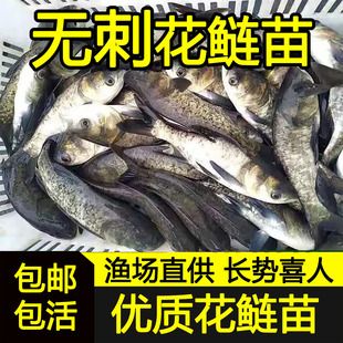 无刺花鲢无骨无刺草鱼无刺鲤鱼无刺鲫鱼无刺鲢鳙淡水鱼苗养殖食用