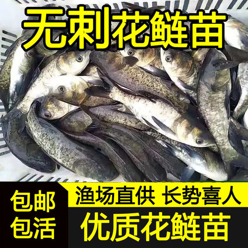 无刺花鲢无骨无刺草鱼无刺鲤鱼无刺鲫鱼无刺鲢鳙淡水鱼苗养殖食用