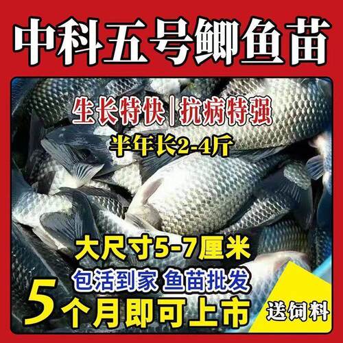 正宗改良无刺无骨中科5号鲫鱼苗淡水养殖高背银鲫黄金土鲫大阪鲫