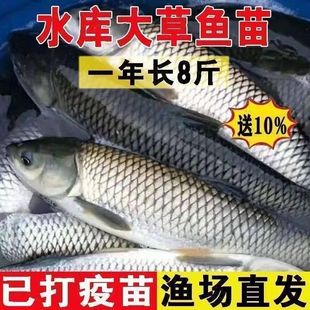 大草鱼苗淡水养殖食用皖鱼特大鲜活便宜半斤脆肉草鱼苗20厘米