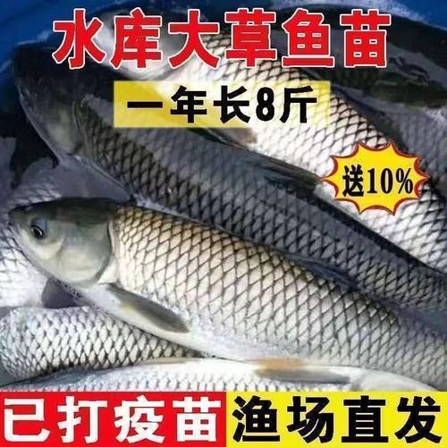 大草鱼苗淡水养殖食用皖鱼特大鲜活便宜半斤脆肉草鱼苗20厘米