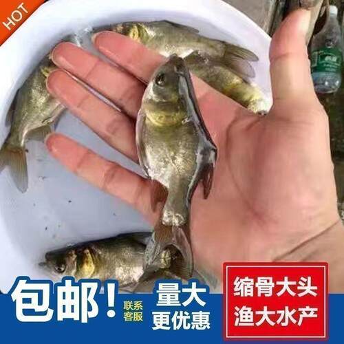 优质缩骨花鲢鱼苗 胖头大头鱼苗 缩骨仙骨大头苗锁骨大头淡水鱼苗