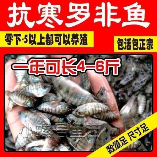 罗非鱼苗脆肉罗非苗食用鲜活耐寒罗非鱼苗大苗特大号罗非鱼苗小