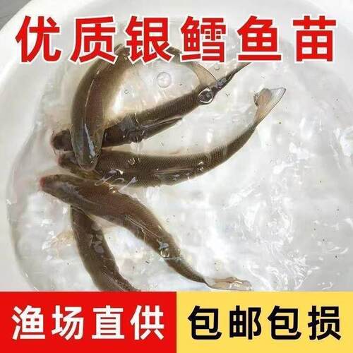 优质淡水银鳕鱼苗大鳞鲃鱼苗淡水养殖食用正宗银鳕鱼苗水花苗活体