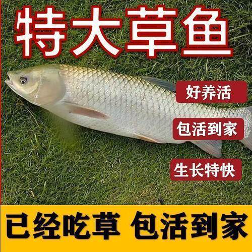 草鱼苗活体养殖皖鱼特大规格脆皖鱼淡水