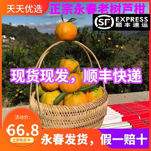 顺丰快递正宗福建永春芦柑椪柑80mm以上新鲜特大孕妇水果礼盒装