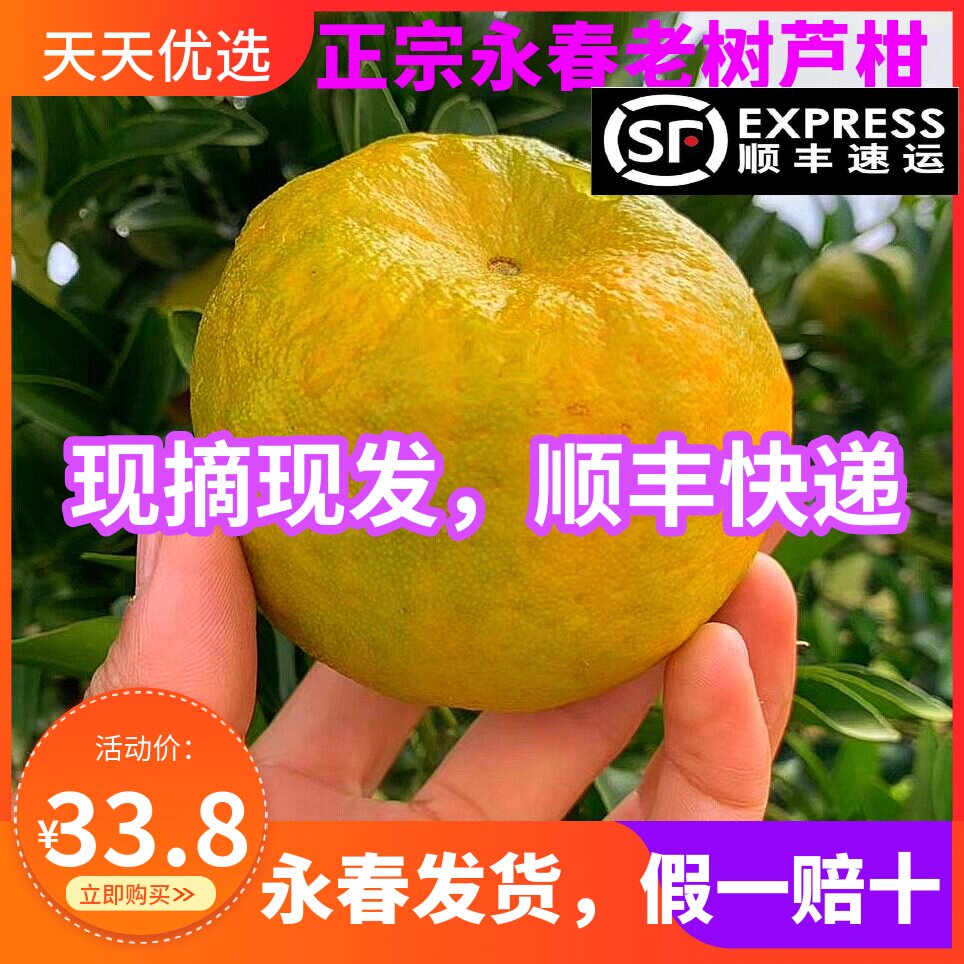 顺丰永春芦柑椪柑现摘现发礼盒装