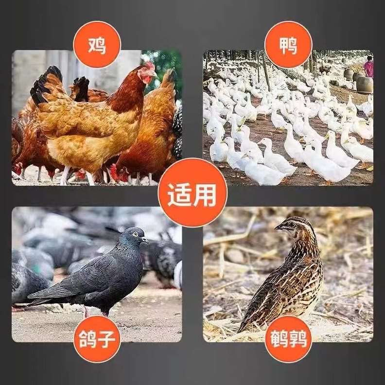 鸡饲料食鸡芦丁自动喂食器喂家禽鸡鹅自动小鸡饮水器神器槽桶鸭喂