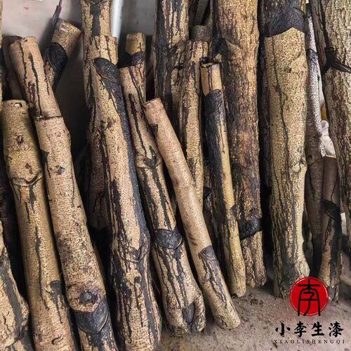 漆树摆件教学生漆采割漆树