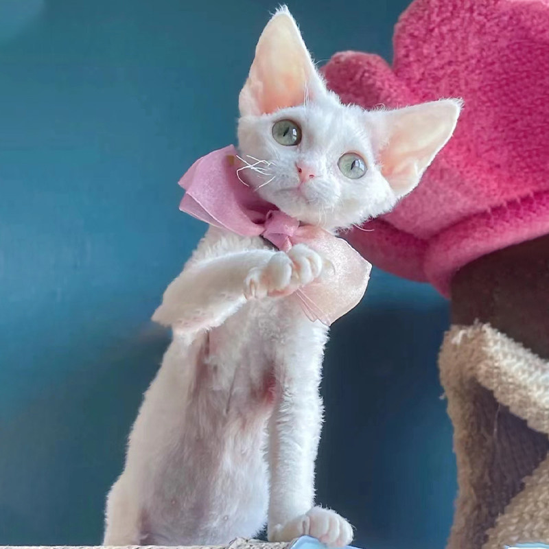 纯种德文卷毛猫幼猫活体蓝眼不掉毛小奶猫德文帝王猫家养宠物猫咪