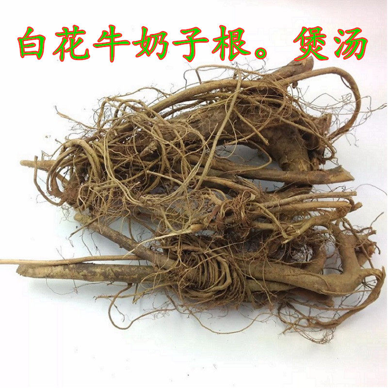 白花牛奶子根250g包邮煲汤材料客家草药根牛奶根牛乳树根消食热卖
