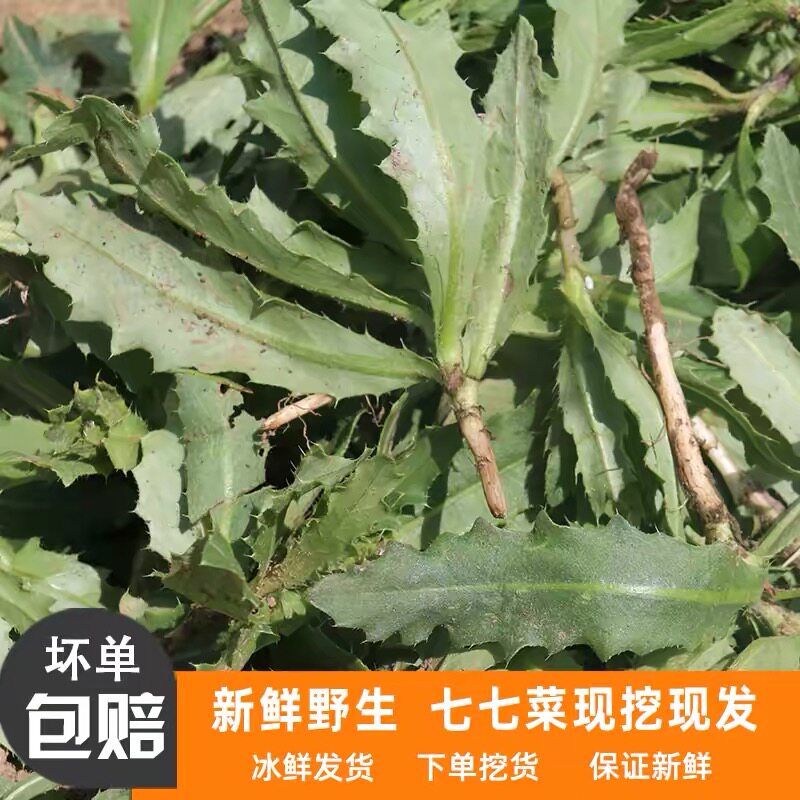新鲜小蓟七七菜刺儿菜全草中药材野菜刺角菜带根发货可种可食用