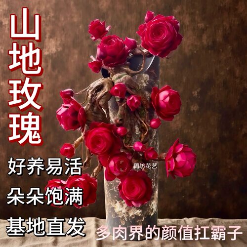 只做高品质正版山地玫瑰多肉老桩