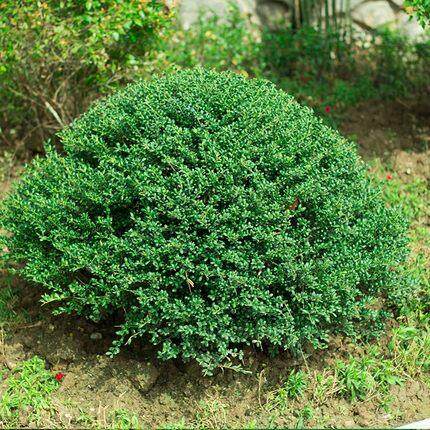 龟甲冬青树苗齿叶冬青球小叶冬青球四季常青庭院绿化苗景观造型苗