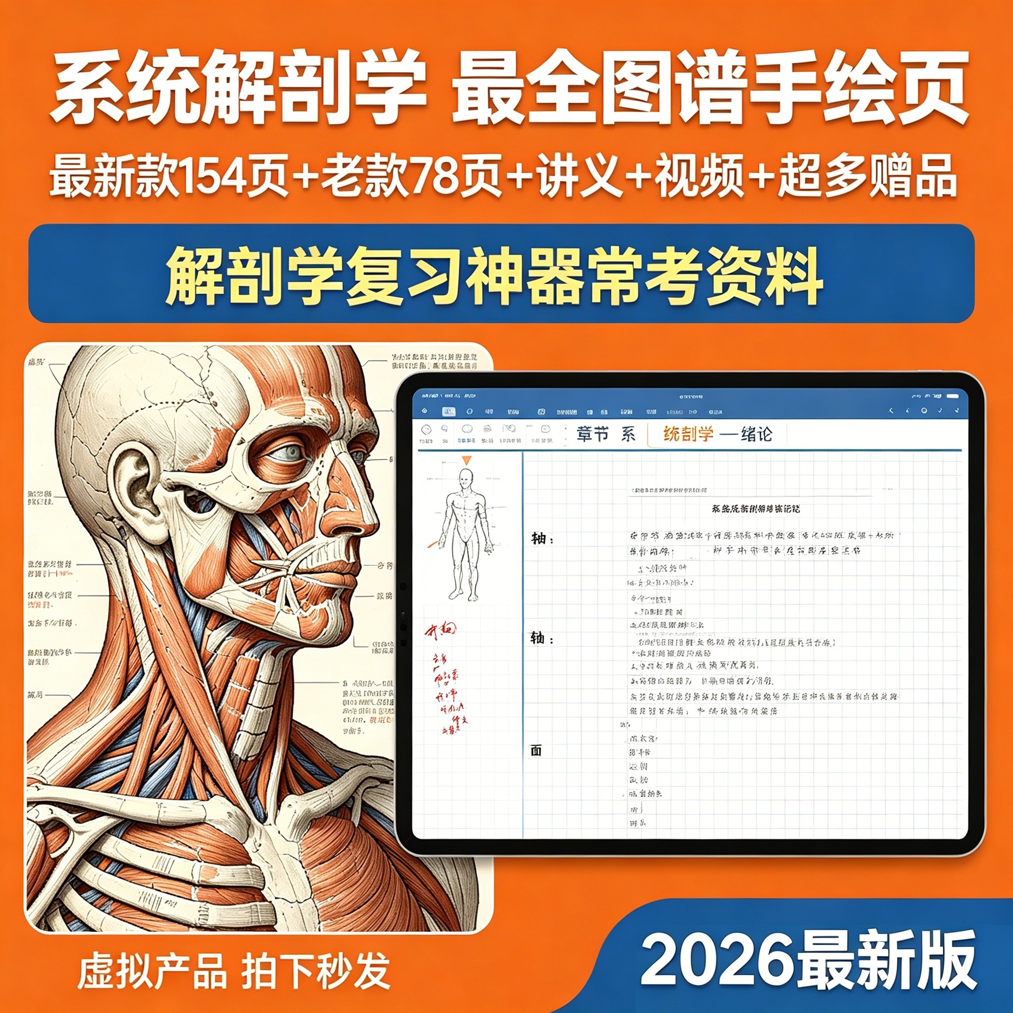 系统解剖学笔记全图谱手绘
