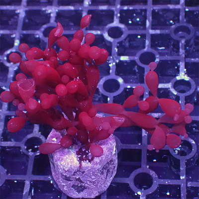 火焰羽毛珍珠活体葡萄吸收观赏红绿钢丝海藻!羽毛红藻藻千层降低
