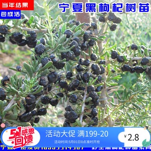 黑枸杞苗树苗宁夏野生黑果枸杞苗盆栽黑枸杞当年结果黑枸杞树苗