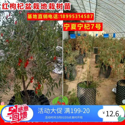 宁夏当年结果树桩南北方枸杞苗