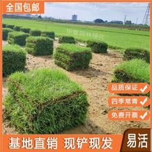 广东绿化草皮真草坪带泥土马尼拉百慕大四季青大叶油耐旱免剪易活