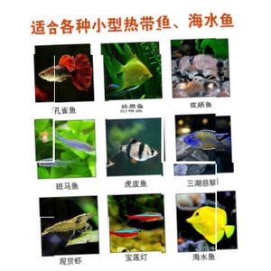 海豚贴片鱼食小型贴片粘贴鱼粮热带观赏孔雀鱼通用小鱼灯科鱼饲。