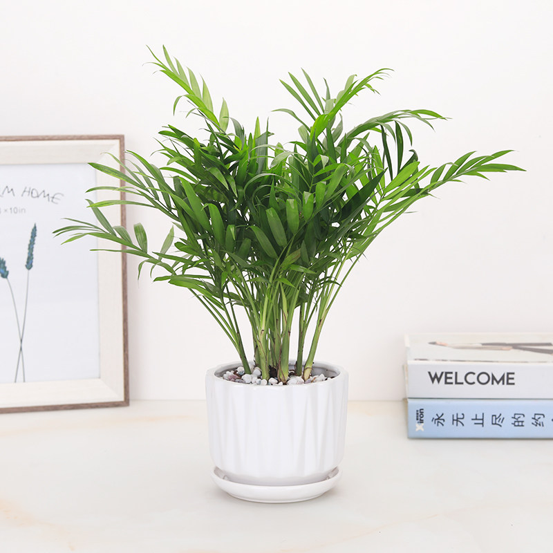 富贵椰子袖珍椰子绿植耐阴小盆栽水培花卉植物办公室内盆景绿植