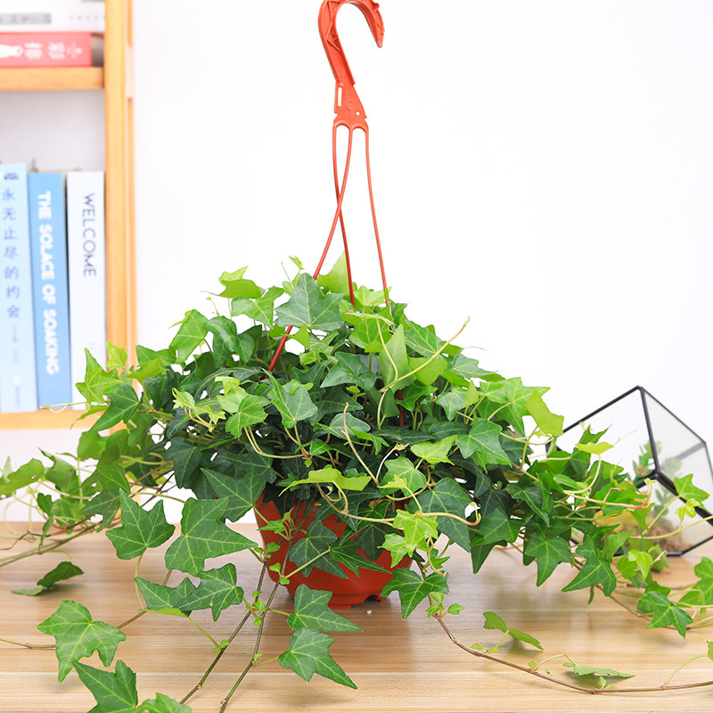 常春藤阳台办公室吸甲醛吊兰植物