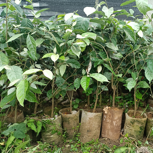 德甜二号羊奶果苗胡颓子树苗大苗果树纯甜带土带杯带叶子贵州发货