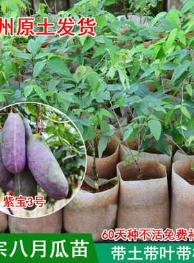 八月瓜苗带叶带土贵州发货