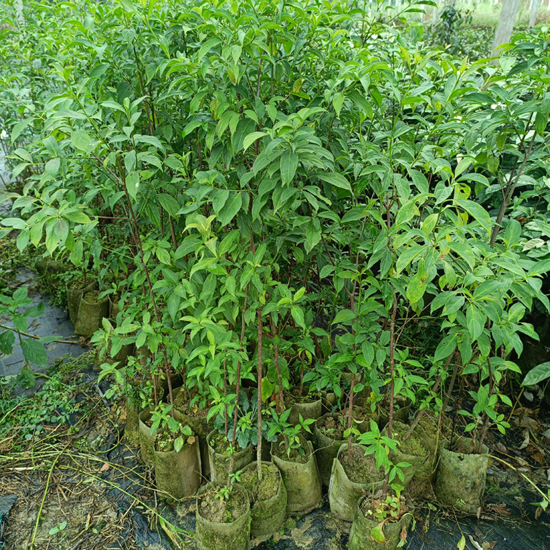 山荔枝树苗 四照花苗 羊梅 石枣 野荔枝 野果苗 带叶带土贵州发货