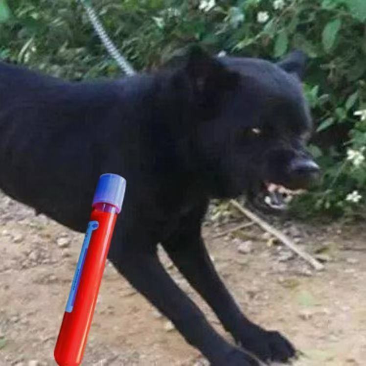 道家纯黑无杂毛黑鸡血白鸡血鸡冠血可调制朱砂液体红色墨汁