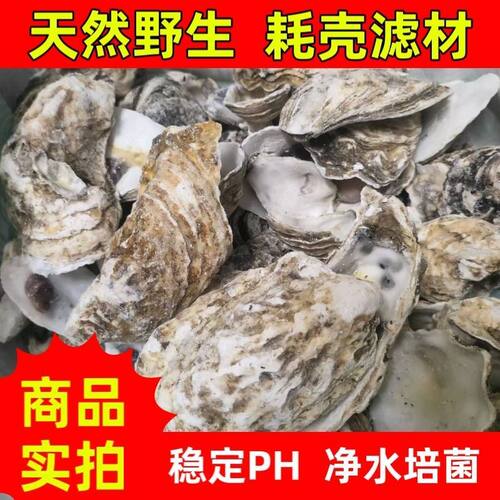 生蚝壳滤材天然蚝壳牡蛎壳锦鲤鱼池鱼缸专用滤材过滤材料稳定PH值