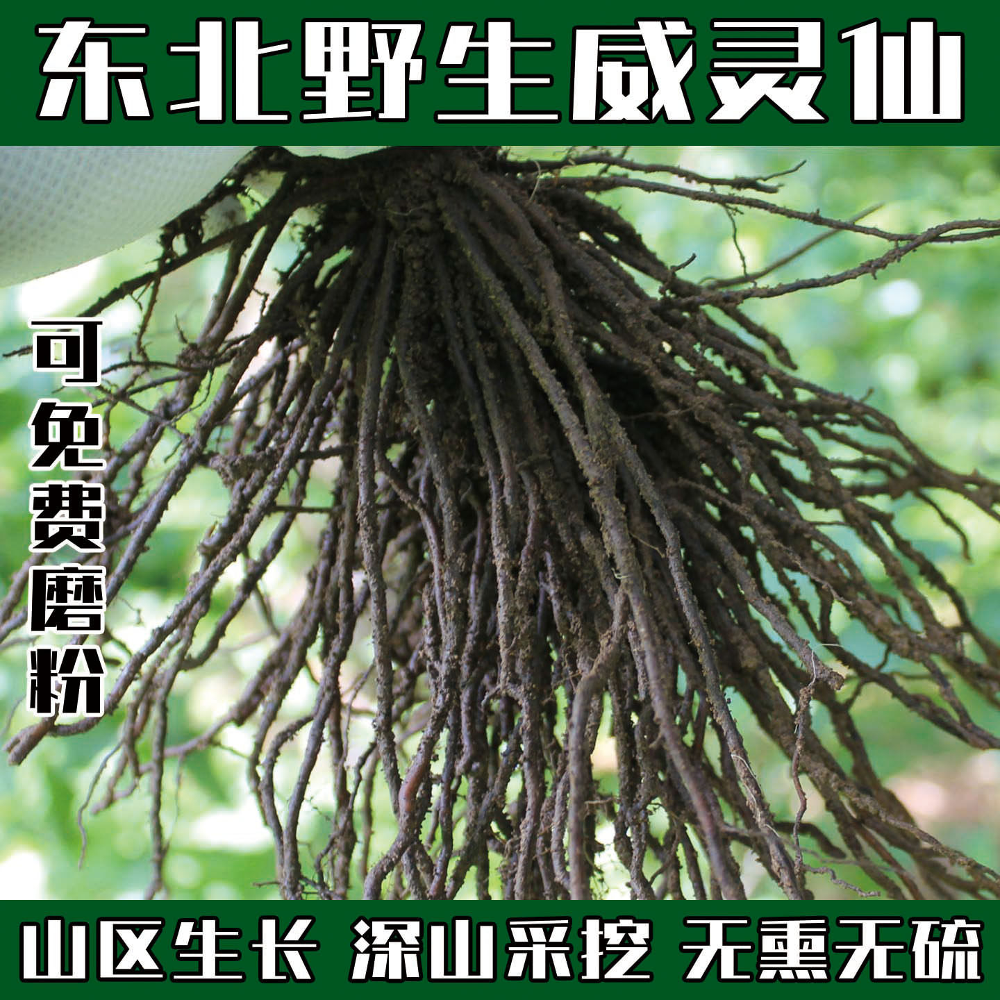 东北长白山野生威灵仙中药材正品500g威灵仙粉新鲜整株酒泡脚药包,传统滋补营养品,其他药食同源食品,淘宝优惠券,粉丝福利购,淘宝优惠卷