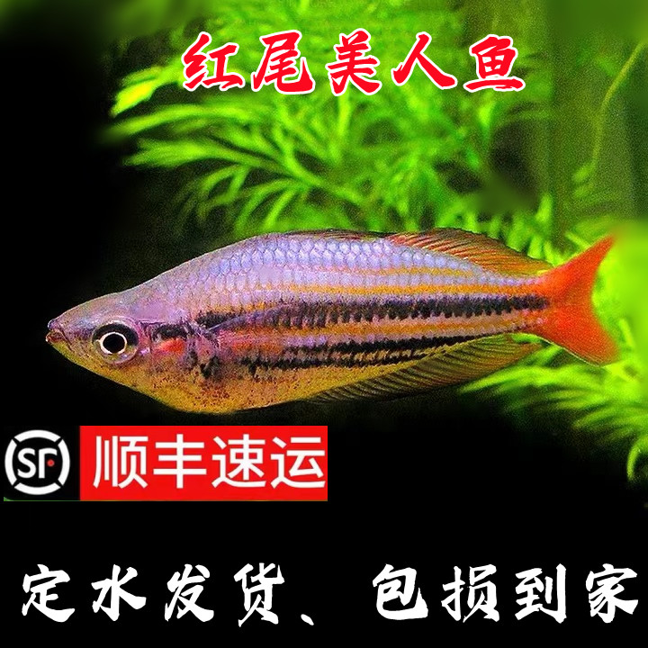 红尾美人鱼练手入门热带鱼观赏鱼易养耐寒淡水鱼红苹果鸽子鱼活体