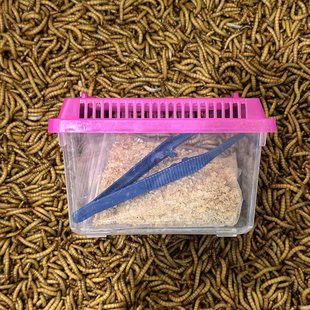 面包虫活虫仓鼠守宫饲料八哥鹦鹉宠粮金龙鱼壁虎蜘蛛蝎子钓鱼活饵