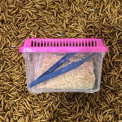 仓鼠鹦鹉面包虫活虫守宫黄粉虫