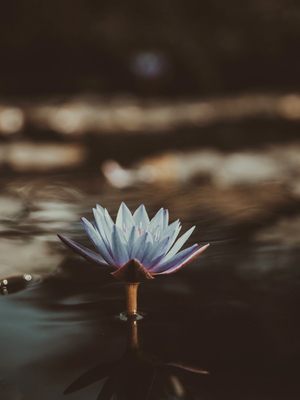 【黑琥珀姜百合CANDLEWORKS精油