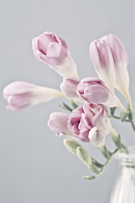 圣母玛利亚小苍兰香薰精油