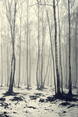 【玫瑰木麝香】CANDLEWORKS精油