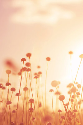 【罗勒橙花】CANDLEWORKS精油