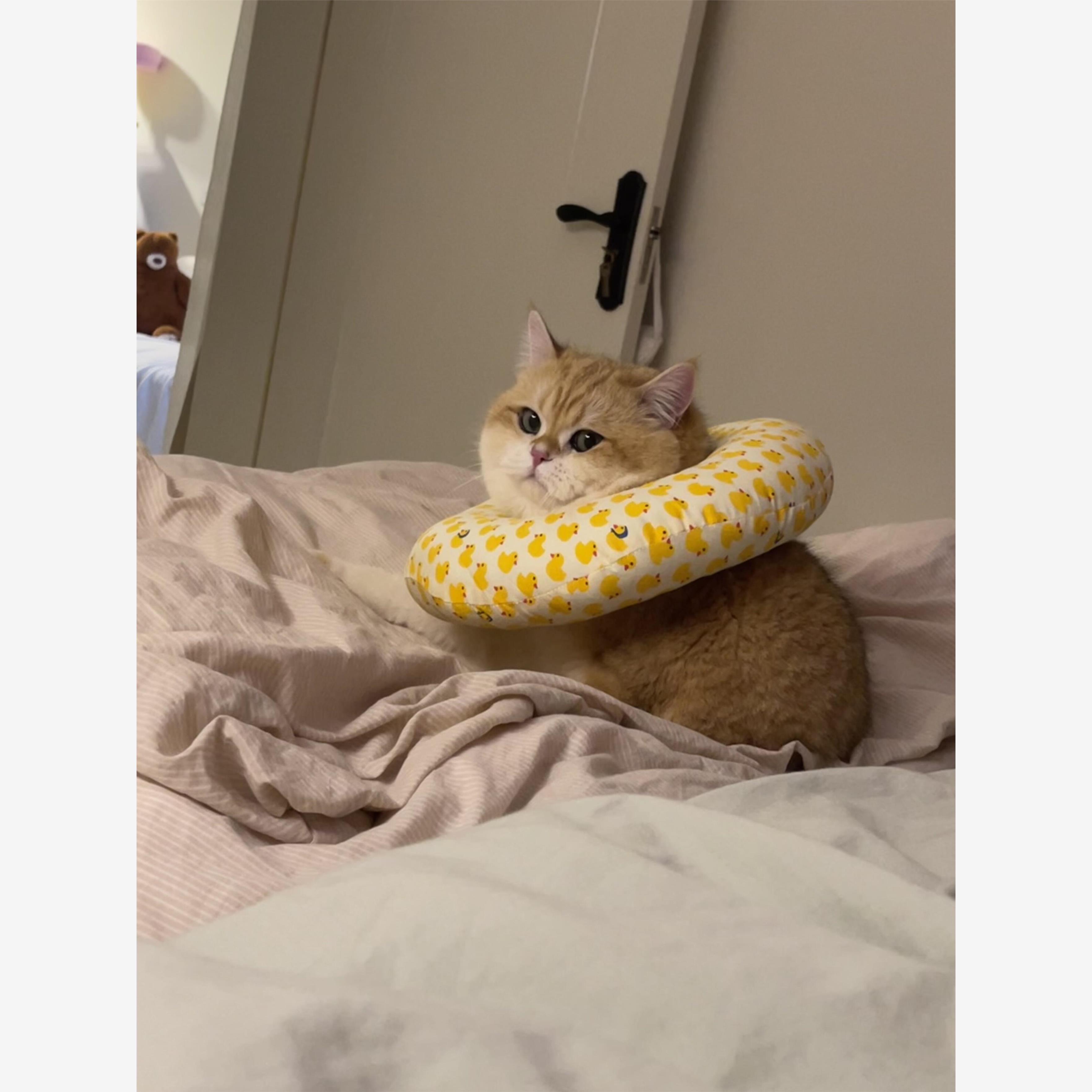 小黄鸭猫咪项圈绝育防舔咬神器可调节宠物头套防抓护圈伊丽莎白圈